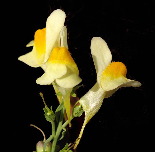 Linaria vulgaris en fleurs sur un talus ensoleillé